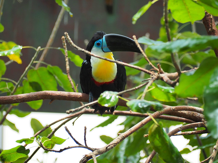 مشاهده گیاهان مختلف در کنار پرندگان زیبا از جمله کاکادو و طاووس در بخش سایبان سیاره