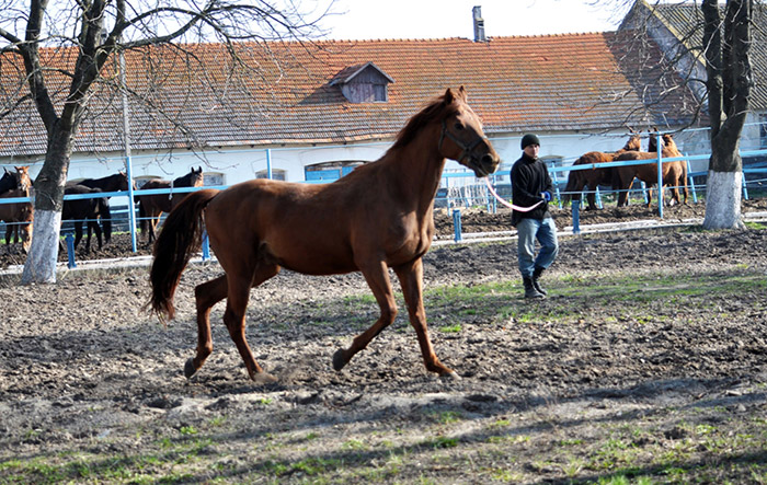 دبی سیتی اصطبل، در دو موقعیت شهری و طبعت قرار دارد. سوارکاران میتوانند همزمان با آموزش از مسیر های بیابانی و کوهستانی لذت ببرند.