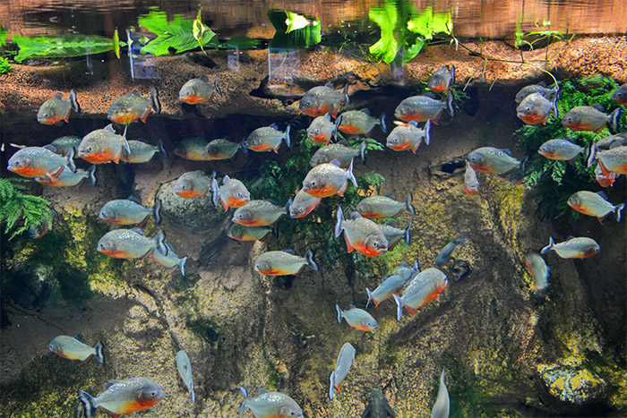 ماهیهای پیرانا جزو خطرناکترین ماهیهای گوشتخوار جهان هستند که در جنگل گرین پلنت میتوان از نزدیک تماشا کرد