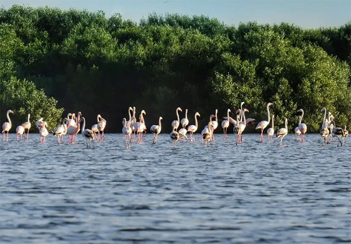منطقه طبیعی شمال عجمان با جنگل‌های مانگرو، تالاب‌های ساحلی و پرندگان مهاجر، محیطی آرام برای قایق‌سواری، دوچرخه‌سواری و تماشای حیات‌وحش فراهم می‌کند.