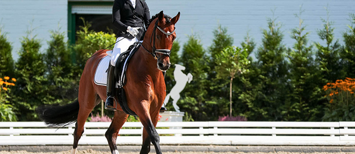 مرکز اسب سواری الظبی، یکی از مراکز محبوب سوارکاری دبی که علاوه بر آموزش سوارکاری، خدماتی مانند اجاره اسب و شتر برای گشت‌های کوتاه در بیابان های دبی را ارائه می‌دهد.